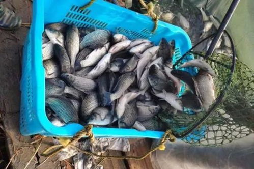 養鯽魚用粵海肝腸舒,好效果看得見