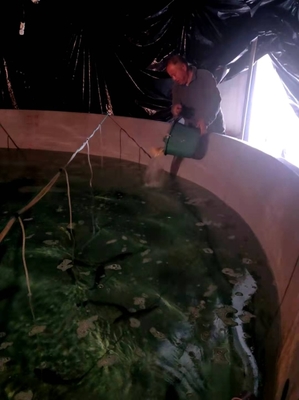 市海洋與漁業(yè)研究院啟動大黃魚&ldquo;甬岱1號&rdquo;新品種種苗擴繁工作