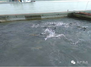 瘦身魚會是水產養殖的未來發展方向嗎