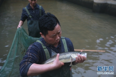圖片故事:保育珠江水系珍稀魚類 他們堅(jiān)守泥塘近10年