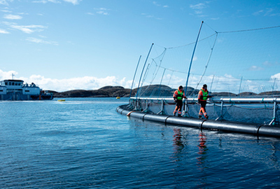 昕諾飛與ScaleAQ合作打造可持續水產養殖解決方案