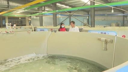 陽江市陽西縣:稅惠政策為海水種苗產業注入活水