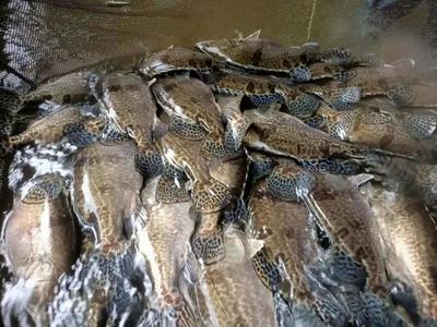 張勇教授團隊培育的全雌翹嘴鱖&ldquo;鼎鱖1號&rdquo;通過2021年全國水產品種新品種審定