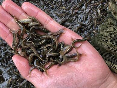 泥鰍養(yǎng)殖怎么做?泥鰍養(yǎng)殖技術哪里可以學?