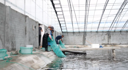 對蝦畝均產量提升60倍，三門養殖基地靠什么？