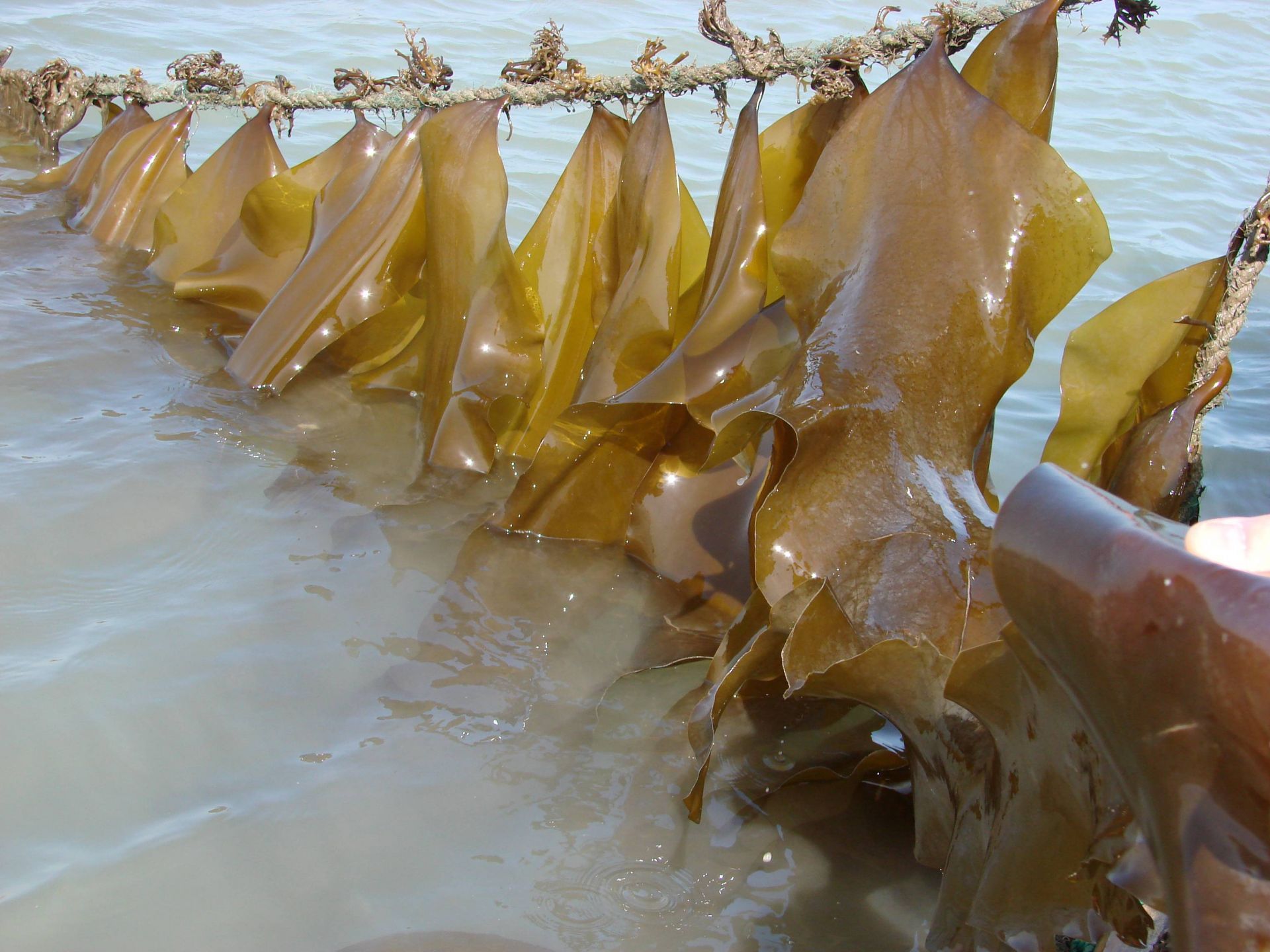 探秘海藻世界 全國海帶養殖起源青島，新品種誕生與農家樂觀光服務