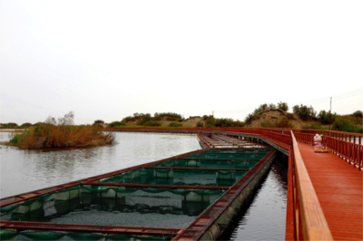 生物多樣性優(yōu)秀案例(71) 新疆生產(chǎn)建設兵團天鵝湖鹽堿水產(chǎn)養(yǎng)殖